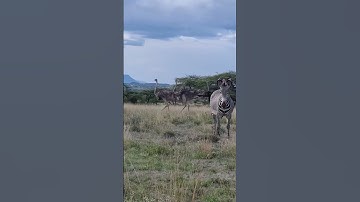Samburu 2 of Special 5 #samburu #tour #explore #travel #adventure #explorepage #kenya #travelvlog
