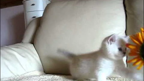 Video 5596221: cat kitten chinchilla, chinchilla silver kittens, kitten big cat, kittens cattery, chinchilla point