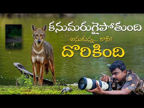 కనుమరుగైపోతుంది అనుకున్నా.. కానీ దొరికింది! 🦊 | Golden Jackal Wildlife Photography in Telugu