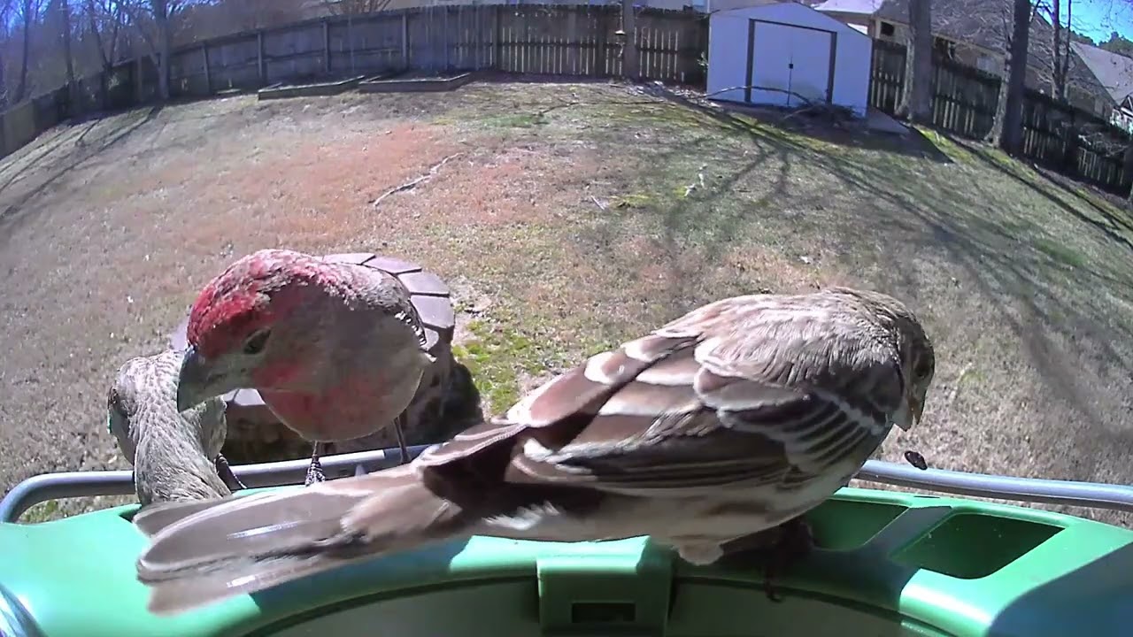 Feeding Frenzy! 80+ Bird Visits Including a Downy Woodpecker