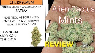 S6 Episode 8 Cherrygasm + Alien Cactus Mints Strain Review