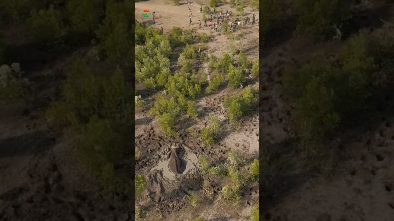 30 நிமிடம் தாமதித்திருந்தால் அந்த யானை உயிருடன் இருந்திருக்காது!😱திக்திக் மீட்பு! 