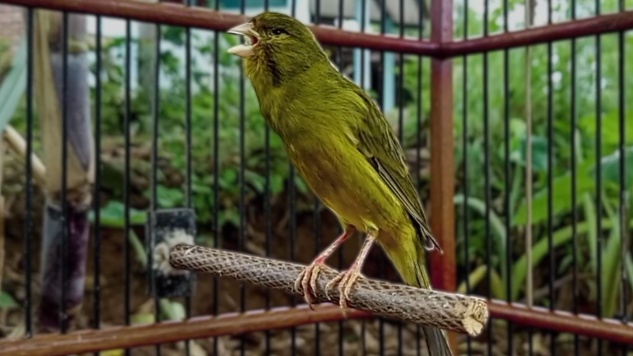 O treinamento mais mágico | 42 | Canário Belga tenta todos os canários a cantar!!!
