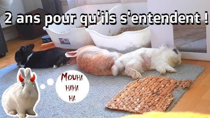 Cohabitation L Evolution De La Relation Entre Mes Lapins Youtube
