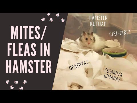 Penyakit Kutu pada Hamster | Mites & Fleas in Hamster