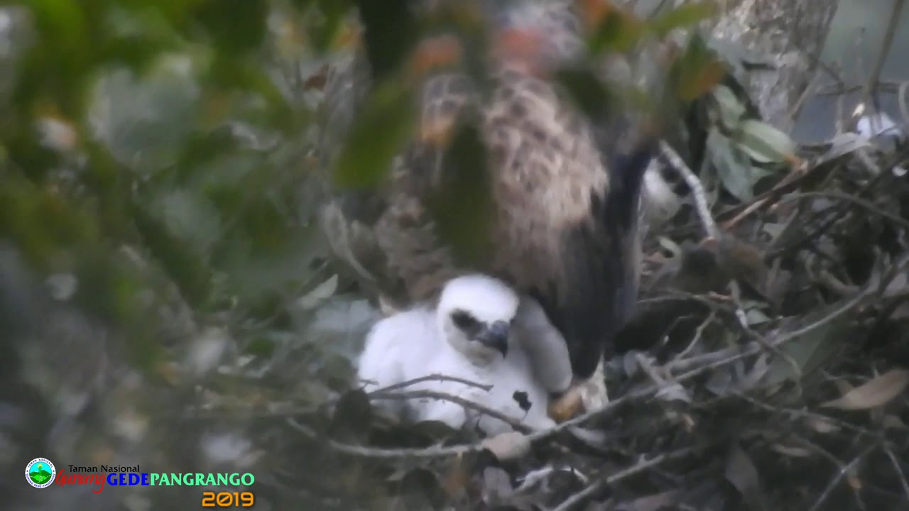 Bayi Elang Jawa Si Burung Garuda Ditemukan Di Gunung Gede