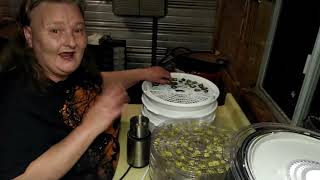 Dehydrating & Grinding Dill Pickles