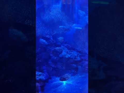 Dubai mall Aquarium 12 2021 pinecone fish