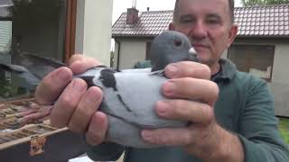 Pigeons for breeding after the originals - A.M.Wiosna/Pałka Tadeusz - tel: 513 016 809