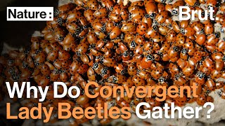 Why Do Convergent Lady Beetles Gather?