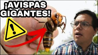 PORQUE LAS AVISPAS GIGANTES INVADEN ESTADOS UNIDOS (EEUU) OPINION DE UN PROFESIONAL #2020