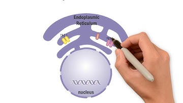 Overview of the UPR- Italiano