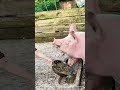 Giant Pig So Hungry! Feeding Moment Is Shocking!