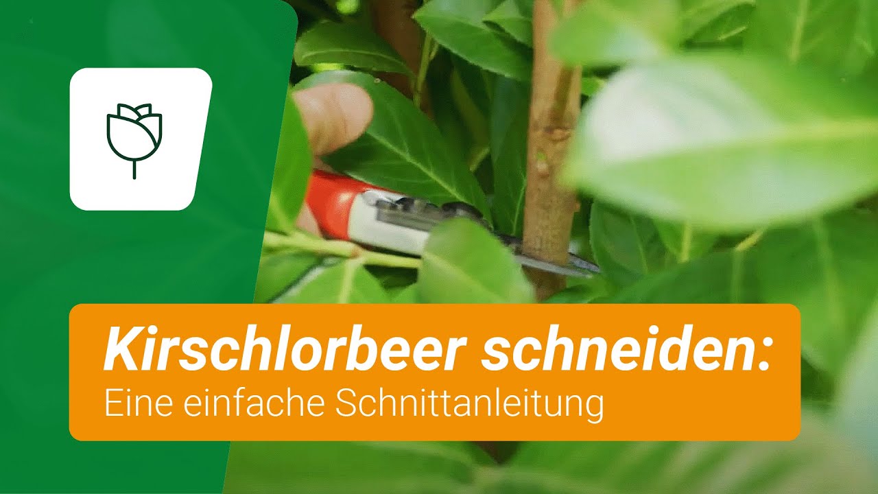 kirschlorbeer wachstum beschleunigen Kirschlorbeer-Flüssigdünger 500 ml main image 1