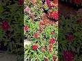 Garden vibes #shorts #song #love #status #viral #trending #nature #garden