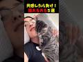 猫と暮らすとこうなるw猫あるある5選#cat #面白集 #ねこ #笑ったら負け