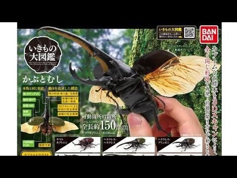 かぶとむし いきもの大図鑑 Bandai ガチャポン ガチャガチャ Youtube