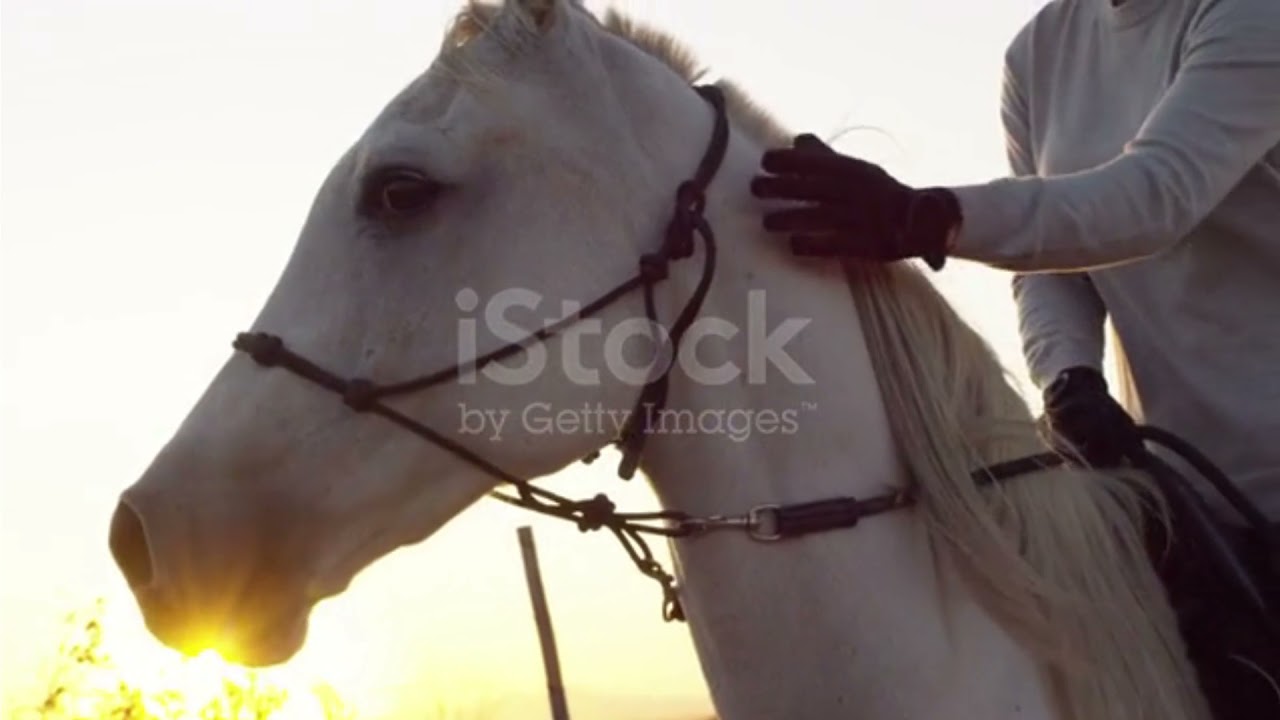 How do you know your horse is happy?