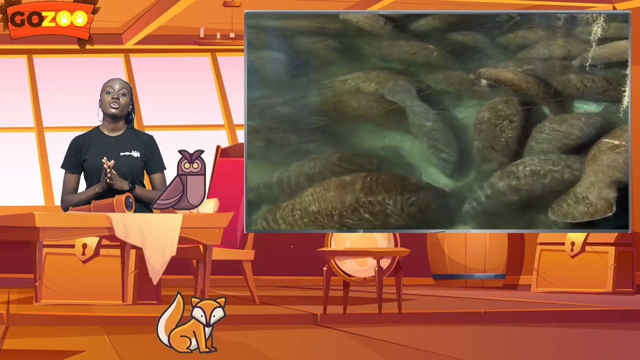 West Indian Manatee - The Gentle Giant of the Sea - YouTube