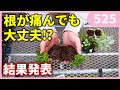 【実験結果発表‼】 寄せ植えする際の株分けの実験 後編 by 園芸チャンネル525 園芸 ガーデニング 初心者