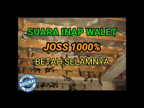 SUARA INAP PEMIKAT BURUNG WALET || Josss 1000 % Berhasil