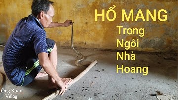 Cao Thủ Bắt Rắn|| Hổ Mang Ẩn Nấp Trong Ngôi Nhà Hoang|| The Cobra lurks in the abandoned house.