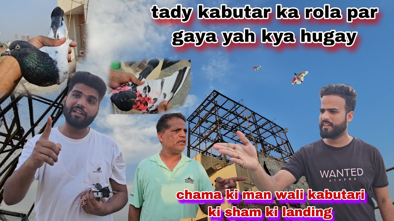 Tady kabutar ka rola par gayaa😯chama ki man wali kabutari ny aj maza krwa deya sham ki landing 