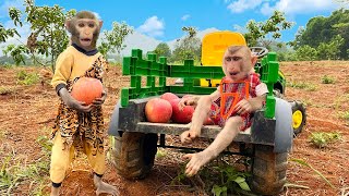 Monkey Bim Bim's family went to harvest apples happily