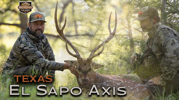 RUTTING Axis Deer (SPOT & STALK) | Texas