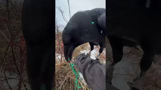 #Animal #Кино #Животные #Raven #Воронгоша