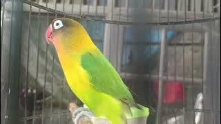 Cobain.. suara LOVEBIRD ini bisa meningkatkan semangat LOVEBIRD  lain yg malas bunyi