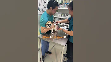 Those Big Eyes Can T Lie Vet Time PawfectLove 