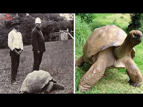 10 ყველაზე მოხუცი ცხოველი რომელიც დღესაც ცოცხალია