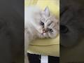 #lila #konusankediler #kedivideoları  #cat #komikkedi #cute #cutecat #funny #kediler #kitten #kedi
