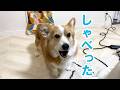 一生懸命、人間語で文句を言う愛犬がかわいい