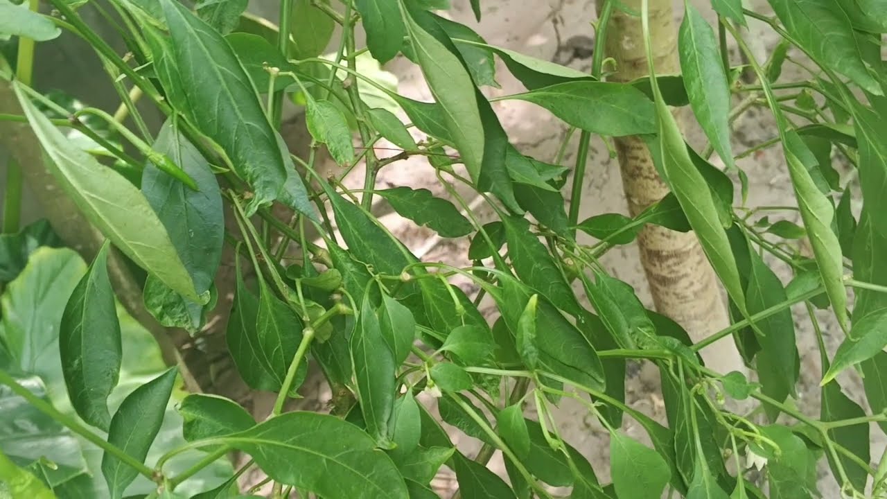 Growing Plants Is a Form of Self-Care