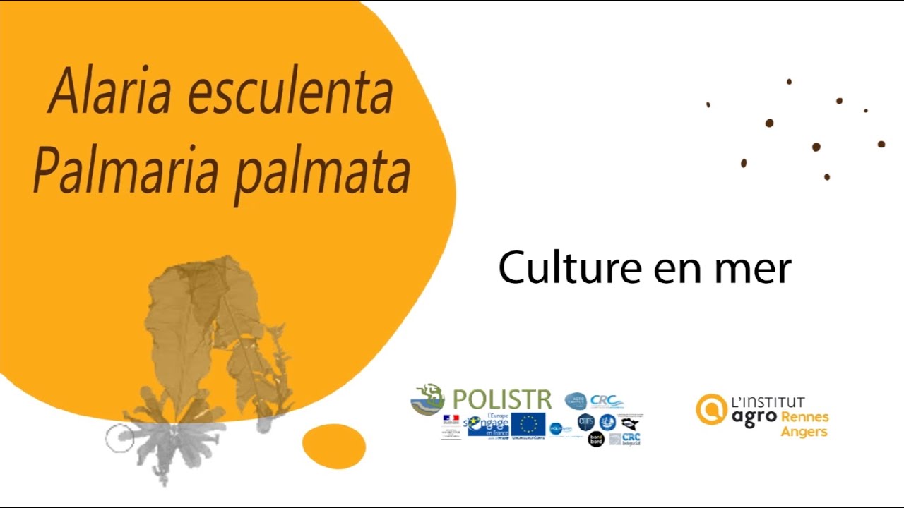 Alaria esculenta / Palmaria palmata - Culture en mer