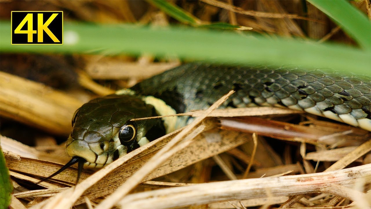 Grass Snake Playing Dead / Ringelnatter stellt sich tot 