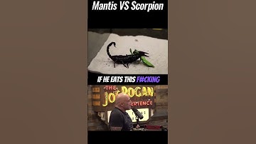 JRE: Mantis VS Scorpion fight!!