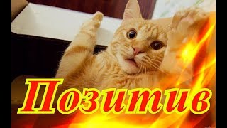 Прикольные животные Позитив Для детей Создай себе хорошее настроение Прикольные животные Позитив Для детей Создай себе хорошее настроение