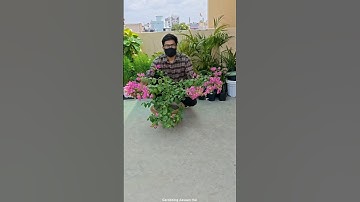 Bougainvillea is not flowering || Tips to get more flowers in Bougainville plant