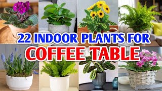22 Best Indoor Plants for Coffee Table | Indoor Plants for Drawing Room | Plant and Planting