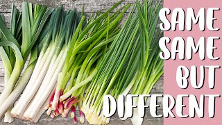 Difference between Scallion, Green onion, Spring onion, Leek, and Big green onion | 蔥