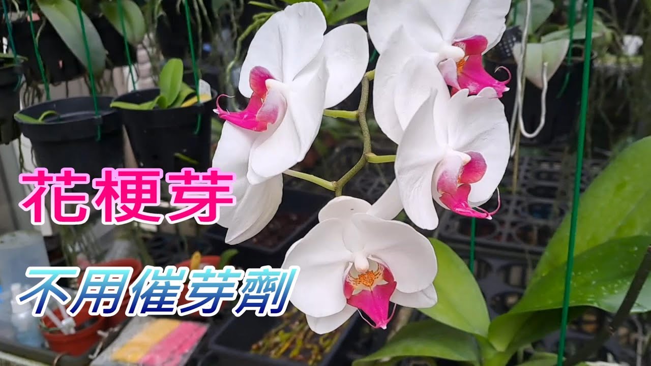 【犀利小農莊55】20240819蝴蝶蘭花梗高芽不用催芽劑也是可以辦得到Orchid pedicel buds without germination accelerator