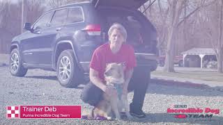 Safe Travels by Purina Farms 126 views 3 years ago 2 minutes, 15 seconds