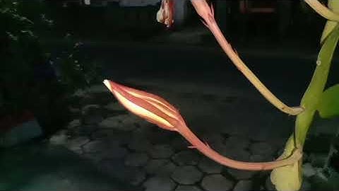 detik detik mekarnya bunga wijaya kusuma