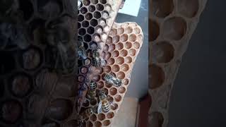 Larva, Different Ages. 6th of 9. #honeybees #beekeeping #beekeeper #larva