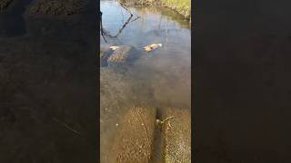 I couldn’t save him, but he’s not alone anymore 