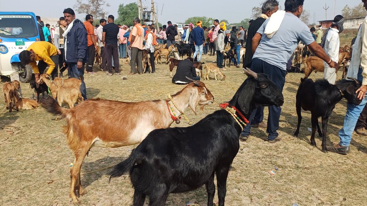 तखतपुर बकरी बाजार जाने भाव Goat Market price Takhatpur Wholesale Goat Market 
