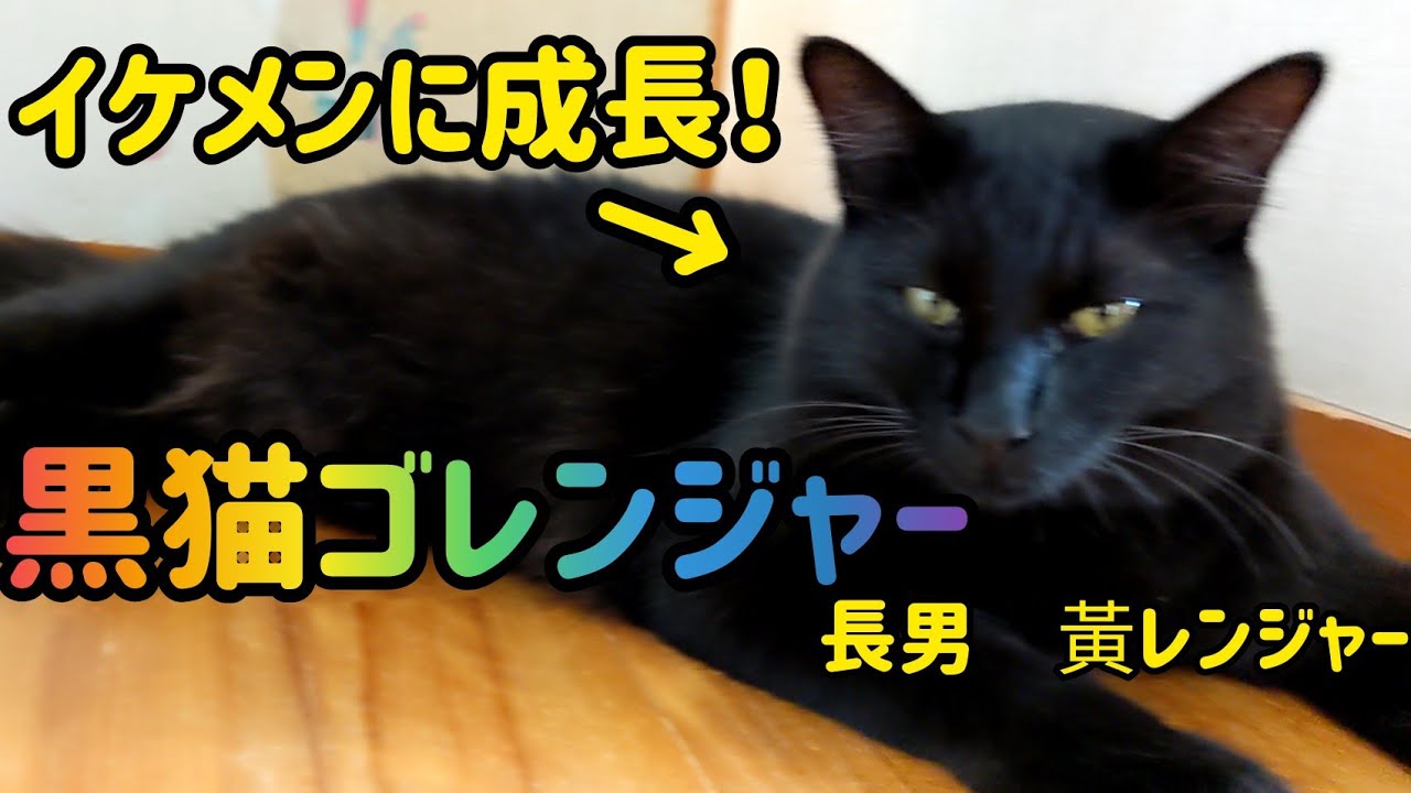 もうすぐ1歳 黒猫ゴレンジャー Youtube もうすぐ1歳 黒猫ゴレンジャー Youtube